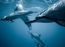 开云APP-花滑四大洲锦标赛：金博洋位列男单第六名